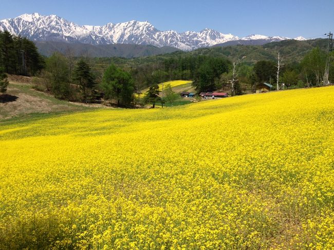 GW北信濃の旅（前編）中山高原菜の花の黄色い絨毯