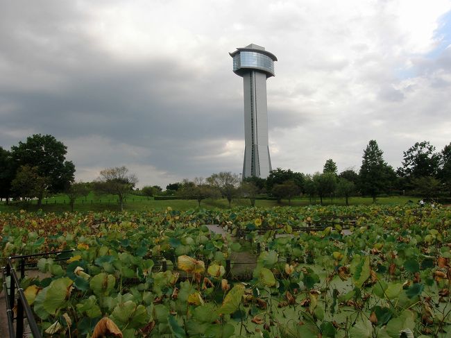 埼玉県行田市の古代蓮会館の「田んぼアート」がギネス世界記録に平成２７年９月８日に「世界最大の田んぼアート」として認定されたと、新聞・テレビで報道されたので知り行ってみました。<br /><br />流石、新聞・テレビの報道は「田んぼアート」を見ようと古代蓮会館展望タワーに集中していました。<br />入館した時点でエレベーター待ちが１時間から２時間かかりますと言われたが、折角来たのだからと待つことにして、やっとタワー展望台へ登ることができました、そして念願の「田んぼアート」を写真に収め反対側をタワーから覗くと「古代蓮の里」の全体が見られ、これまた素晴らしいレイアウトで古代蓮の池が目に入ってきました。<br /><br />まだ古代蓮のシーズンには来ていなかったので、今日は下調べのつもりで「古代蓮の里」を歩いてみることにしました。<br />