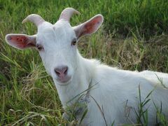 黒島 シュノーケルと島内めぐり