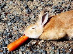 うさぎと遊ぶ。うさぎの楽園大久野島と錦帯橋ライトアップ（2/3）