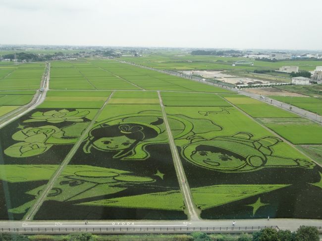 先月末に青森県の田舎館村の田んぼアート見たばかりですが行田市にも田んぼアートが有りギネスに登録されたと言うんで早速見に行って来ました。<br /><br />今年で８年目だそうです。面積２８０００?。<br /><br />「古代から未来へ夢をつなぐまちぎょうだ」をイメージして<br /><br />　古代蓮　地球　子どもたち　宇宙　はやぶさ２　７種類の稲で描く