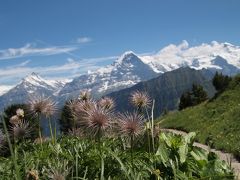 景色も最高！スイスアルプスの高山植物園、シーニゲプラッテ