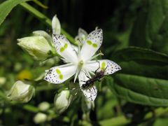 伊吹山へ。その後醒ヶ井の梅花藻を見に行きました。