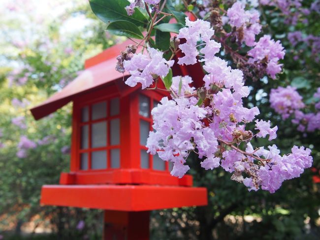 太田市にある【冠稲荷神社】<br /><br />華やかさのある社殿など、私の好きな神社の１つです<br /><br />新田義貞公ゆかりの金木犀や天然記念物の木瓜などが有名？で<br />桜の季節なども綺麗そうなんですが、まだ行った事はなく<br />今回は、買い物の行ったついでに参拝したら、百日紅（サルスベリ）が見頃でした<br /><br />