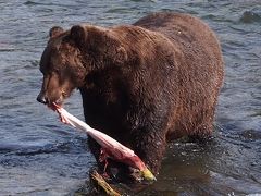 アラスカ  ベアウォッチング・氷河 & ついでにサンフランシスコ・バンクーバーも。女一人旅～全日空ANA・ユナイテッド航空ビジネスクラス～