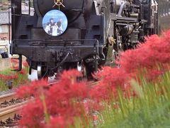 秩父鉄道の「SLパレオエクスプレス」を追いかけて、彼岸花が咲き広がる長瀞に訪れてみた