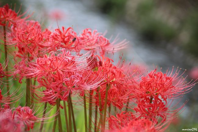 ３年連続になりますが、今年も小出川の彼岸花を観に出掛けました。<br /><br />藤沢市・茅ヶ崎市・寒川町を流れる小出川、この川に沿って約３Ｋｍほどにわたる彼岸花の観賞コースがあります。<br /><br />この日は、第８回　彼岸花まつりの前日でしたが、彼岸花は見頃を迎えていました。<br /><br />今年の彼岸花は例年よりも少し早いようですので、お出掛けになる方はお早目に。<br />