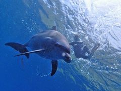 御蔵島 Dolphin swimming イルカと泳ぐ週末