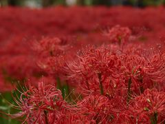 2015年9月　日高・巾着田