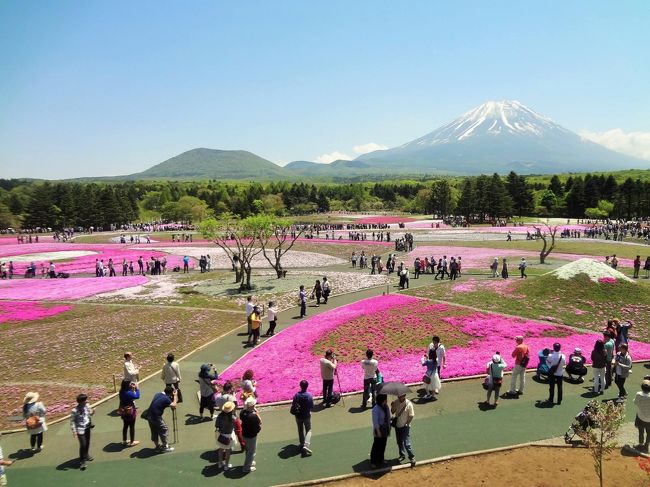 家族を乗せて富士芝桜まつりを見に行ってきました。<br />１日目は曇り空だったため、富士急ハイランドを楽しんできました。<br />２日目は快晴となったので、富士芝桜まつりを満喫。ベストシーズンだったので大混雑でした。<br />その後、朝霧高原、白糸の滝を観光後、駿河湾沼津SAで海鮮丼を食べて帰宅しました。