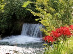 里山の彼岸花 （日向薬師周辺）・・・