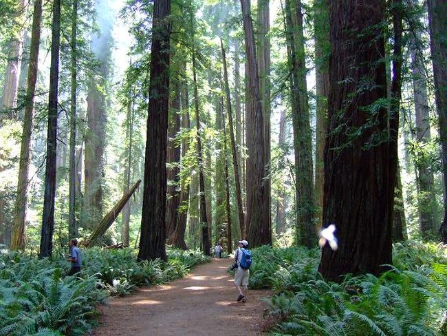 Redwood国立公園で巨木の森を散策した後、海岸に沿って南下し、San Franciscoに向かう。<br />その途中で、Sonomaに立ち寄って、何軒かのワイナリーを訪れた。<br />高級ワインには縁がないので、もっぱらお手頃価格のデイリーワインばかりだけど。<br /><br />〈ITINERARY〉<br />8/8 　伊丹→(JL116)→羽田/成田→(JL002)→San Francisco　（Holiday Inn Express/Vacaville)<br />8/9 　Lassen Volcanic N.P. 　　　　　　　　　　（Quality Inn/Weed） <br />8/10　Crater Lake N.P.　　　　　　　　　　　　　(Prospect Historic Hotel-Motel/Prospect）<br />8/11　Redwood N.P.　　　　　　　　　　　　　　（Comfort Inn Arcata/Arcata）<br />8/12　海岸線を南下　　　　　　　　　　　　　　（Best Western Garden Inn/Santa Rosa）<br />8/13　Sonoma、San Francoscoへ　　　　　　　　　（Super 8 San Bruno/San Bruno）<br />8/14　San Francisco→(JL001)→成田/羽田→(JL189)→関空（8/15）（ホテル日航関西空港）