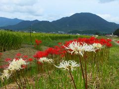 赤、黄、白色の曼珠沙華が町を彩る多可町中区間子