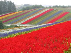 北海道１８泊１９日の旅　おじさんの一人旅　５日目富良野・美瑛編　つづく！