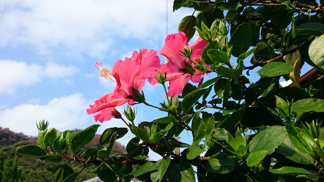 昨年末に今年の新しい手帳のカレンダーを見たら、９月に５連休があることが判明。<br />５月のゴールデンウィークに対し、９月のシルバーウィーク。<br />５月のＧＷを知らない人はいないけど、<br />９月のＳＷを気付いていない人はまだいるはず。<br />ってことで、どこに行こうかと考え、<br />まだ行ったことのないところに。<br /><br />バニラエアが就航して観光客が増えている奄美大島。<br />昨年末にはまだチケットが発売していない。<br />ってことで、ＪＡＬの海外発券。<br />ソウルから奄美大島。約８万円。<br />あっさり予約できました。<br /><br />