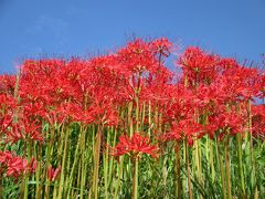 日向の彼岸花・赤の世界 ～夏から秋への風景～ 2015.秋分