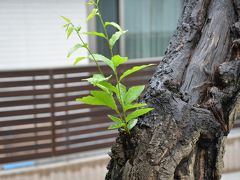 おくのほそ道　第１回　⑦　須賀川　可伸庵跡（軒の栗公園）・乙字ヶ滝　「軒の栗節より二本新芽立つ」