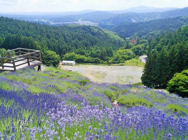 平日に休みが取れたので、急遽思いつきで福島県田村市のあぶくま洞へ行ってきました。<br />６月中旬とあり、洞窟周辺にはラベンダーが咲き誇り、摘んで持って帰ることも可能とのことでした。<br />洞窟内はとても涼しく、初夏の散策には非常に快適でした。<br /><br />近隣に位置する入水鍾乳洞といわき市石炭・化石館も併せて訪れ、有意義な１日となりました(^^)