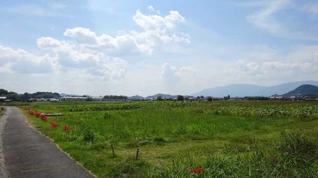 女性の時代とか「女性が輝く日本へ」という政権のキャッチフレーズもよく使われている。当然のことながら、何でもかんでも女性ならば良いというのではなく、平等に評価して社会に進出を・・・と云う意味でしょう。特に、日本が歴史的に見ても、女性の社会進出を永遠に阻害してきた訳では無く、いにしえでは女性が時代を動かしていました。<br /> そのお一人が、鸕野讃良皇女(うののさららのこうじょ)です。壬申の乱では父天智天皇の意に反して、父の義理の兄弟である大海人皇子を妻として陰で支えたという。大友皇子との壬申の乱に勝利した大海人皇子は、天武天皇に即位します。以後夫婦で手を携えて、天皇中心の律令国家を築きました。<br /> 天武の死後即位したのが妻であります持統天皇で、藤原京遷都、伊勢神宮の造営、日本書紀の編纂等歴史に名を残している女傑です。しかし、自身の後継問題では、大津皇子の変で腹違いの息子を自死に追いやるという良くない名も残しました。<br /> 本日、持統天皇所縁の藤原京跡など明日香村を散策してきました。持統天皇に関する記述は、より深い知識に根ざした物では無くご批判もあろうかと思います。スライドショウの、講釈程度とお受け止め頂けたら幸甚です。では、写真説明を。<br />