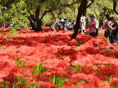 「　巾着田　曼珠沙華　まつり　」　2015