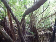 台湾　「行った所・見た所」　台南・安平（水景公園～安平樹屋・徳記洋行へ）