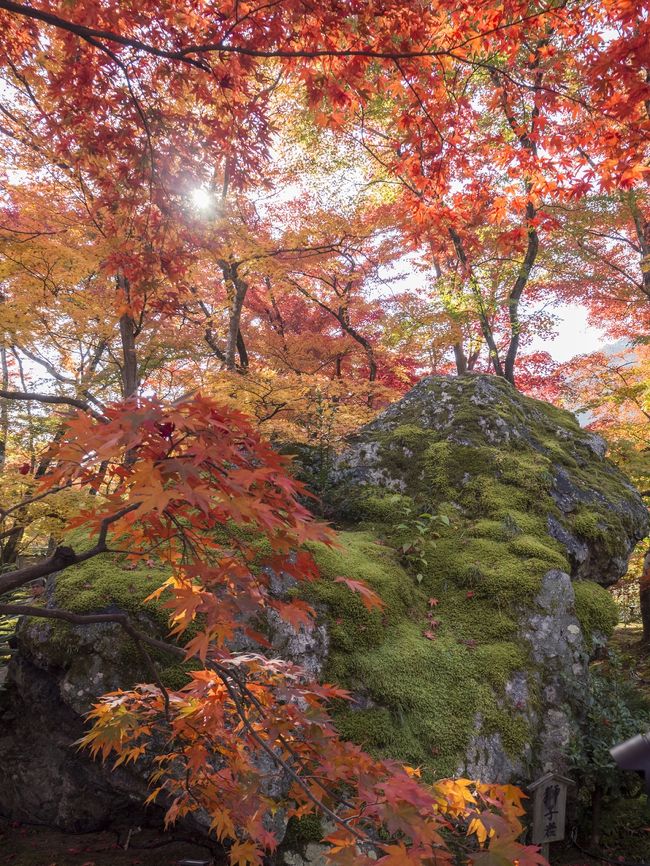 京都の紅葉名所の中でも訪れる人の多い、京都・嵐山の紅葉紹介です。<br />今回ご紹介するのは、有名な天龍寺の隣にある、宝厳院というお寺の紅葉、そして桂川の西側（嵐山右岸）を渡月橋から歩くこと約30分の千光寺というお寺までのルートになります。<br />宝厳院の紅葉は結構有名なので、朝１（8時半前後）にお邪魔した後、その後は嵐山でも人が少ない、右岸をのんびり歩きながら千光寺へと向かう事をお勧めします。途中、天龍寺を間に挟んでも良いかも知れません。<br /><br />＊なお、本旅行記は2014年の紅葉情報です。ご参考まで。