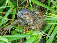 サンホセ散策、タバコン温泉でほっこり　)^o^(　カ−ニョネグロ野生保護区でリバ−クル−ズ