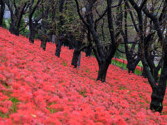 小雨の　幸手市の権現堂　桜堤の曼珠沙華