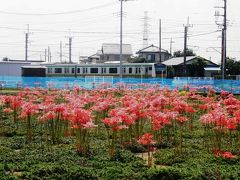 シバザクラ園がヒガンバナ園に変身