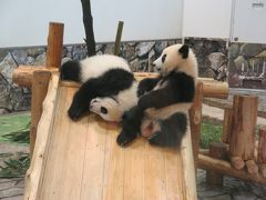 人生初の和歌山旅行！！～初日は南紀白浜でパンダ三昧編