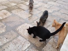 2015年9月　クロアチア　猫ちゃんを探して