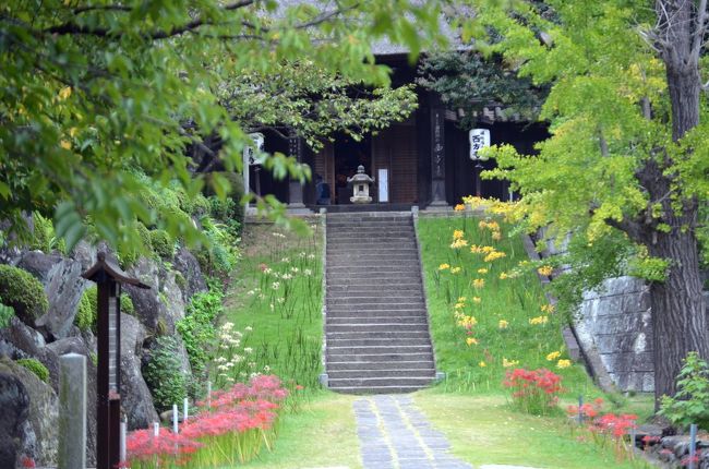 お彼岸を迎えて、各地でヒガンバナの便りが届く。<br />我が家から車ですぐの、横浜西方寺のヒガンバナを見に、初めて訪れた。<br /><br />この寺のヒガンバナは、赤、白、黄の３色のヒガンバナが出そろう。<br />今年は、花が早いのか、色によっては盛りを過ぎていたのが残念。<br />それでも、３色のそろい踏みは珍しく、楽しませてくれた。<br /><br />日向薬師の自然のヒガンバナも良いが、お寺とヒガンバナもよくマッチしている。<br />日向薬師のヒガンバナはこちらです。<br />http://4travel.jp/travelogue/10711677