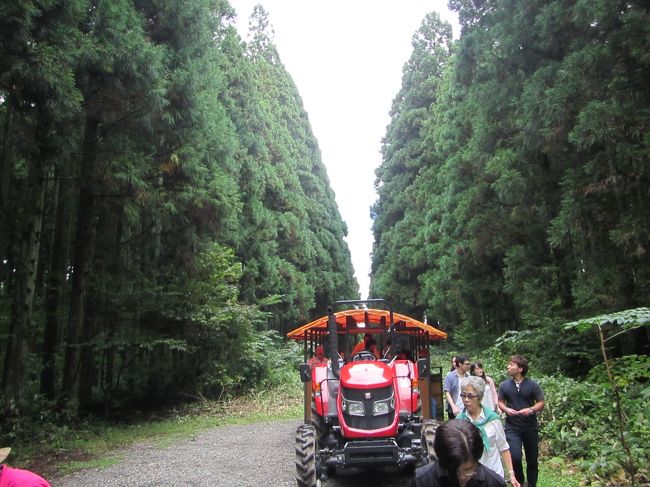 初秋の田沢湖を走る田沢湖マラソン。想像以上にアップダウンが激しいので記録は狙えないものの、本格的なマラソンシーズンに向けての練習にはなかなか良い大会(参加費も安いし!)。ということで、今年は5連休ということもあるので、JR東日本の「三連休乗車券」を利用して、岩手・秋田方面に出かけてきました。<br /><br />05:55 藤沢−大宮 3620E<br />今回は大宮まで普通車で移動。グリーン料金をケチるため、一番先頭の車両に乗り込む。なんとか着席できた。実は出発の前々日にコンビニの濡れた床で滑ったときに、微妙にギックリ腰的な状態になってしまったので、あまり腰に負担を掛けたくなかったりする(良い姿勢で坐ってる分には全く痛みがなく、金曜日に走ってもとりあえず大丈夫だったから、DNSは考えなかった)。<br /><br />07:30 大宮−盛岡 2351B (はやて351号)<br />大宮からは臨時のはやてに乗車。全席指定なのだが、デッキにレジャーシート敷いて座り込んでる女性客が多くて乗り込むのにいきなり難儀する(どうやら、仙台で行われる某アイドルのコンサート目当てらしい。自由席のある列車に乗ったりするって考えられないのかなあ)。ようやく人心地ついたので、前日妻が作ってくれた卵サンドをほおばる。キュウリを買い損ねたらしいのだが、まあ、これはこれでおいしいとおもった次第。<br /><br />09:45 盛岡駅前−小岩井農場まきば園<br />盛岡駅には定刻通り到着。勝手知ったる盛岡駅。コインロッカーの位置も熟知している。重い荷物はさっさと預けて身軽な格好で東口バス乗り場へ。車内で運賃を払っても良かったのだが、クレジットカードが使えないものかと願いを託して券売所に向かう。現金のみでした。残念。隣の自動券売機で購入して、と言われる。<br /><br />町中を走る路線バスタイプの車輌がやってきた。わりと着席率は高い。だいたい40分弱で到着。JRの小岩井駅からすぐのところに小岩井農場の看板が揚がってはいるのだが、そこから延々と車道を移動しないとまきば園には到着しないので、安易に列車を選択してしまうと困ったことになりそうだな。<br /><br />まきば園前の入場券売り場でチケットを購入。おとな600円。チケット半券を持っていれば再入場も可能とのこと。入ってすぐ右手にあるトラクターバスツアー受付でさっそく乗車の申し込みをする。11時からスタートする1時間のロングコースでおとな1000円。それまでちょっと時間が余ったので、近くのベンチで持参したコーヒーに小岩井農場牛乳をブレンドした手製のコーヒー牛乳を頂く。ノンホモ牛乳でまろやか。<br /><br />11時前になると、大きなエンジン音を響かせ、トラクターバスが乗り場にやってきた。赤い綺麗なトラクターだ。最初は我々だけかと思っていたら、想像以上に乗客がいた。だいたい15人くらいだったかな? 乗車率は7割程度といったところ。トラクターバスは開始以来大盛況らしくて、今回客車を引っ張ってるトラクターもトラクターバスツアーのもうけを使って新調したんだそうな。<br /><br />まきば園の敷地から出ると、いきなり大きな下り坂。トラクターは安定してエンジンブレーキを効かせながら下る。右手をみやるとブルートレインの車輌が。あとで調べたところ、蒸気機関車と連結した形で客車に宿泊できる「SLホテル」という施設だったそうな(2009年に老朽化のため廃止)。SL牽引の客車を見渡せる丘の上で一旦停車、グループ毎に記念撮影させてもらえた。<br /><br />トラクターバスは農場の中をどんどん行く。小さな小川を超えたあとに続く丘を登ると、刈り取られた牧草地。そして、人の背丈の倍ほどもある飼料用のトウモロコシ畑。牧草を7年育てた畑は次の2年はトウモロコシを育て、最後の1年小麦を育ててまた牧草の種を蒔くんだそうな。最初はトウモロコシを連作すると、あっという間に土地がやせてしまうからと思っていたのだが、牧草を育ててる間に雑草が交ざってきて、乳製品の品質を落としてしまうから、背の高いトウモロコシを育てて、下草が生えない状態に一旦することで、牧草への交雑を抑制しているんだそうな。へー<br /><br />トウモロコシ畑の向こう側に、飼い葉の山が見えてきた。ここで再び停車。干し草の山を身近で触らせてもらう。干し草をロール状にして束ねた巨大な塊が一つ200kg、これで10頭の牛の一日分の食事になるそうだが、小岩井農場で飼育されている牛は2000頭、ということは、一日このロールが200個ずつ消えていくことになるのかと思うと、ただただ呆れるばかりだった。<br /><br />トラクターバスは谷を下り、今度は杉林にできた林道を行く。適度に日光が地面近くに降り注ぐことで、広葉樹も育って植生は意外に豊かそうだ。ここでまた停車。振り返ると並木道が綺麗なV字になっていた。綺麗に晴れてくれてよかったなー<br /><br />ということで、1時間トラクターバスツアーを堪能した後、ちょうどお昼時になったので農場レストラン山麓館で昼食にする。農場で収穫された卵や乳製品を用いたメニューが盛りだくさんだ。私は農園卵のプレミアム・オムライス(トマトソース)、妻は農園トマトソースのピリ辛パスタを注文。オムライスは中に濃厚なチーズが入ってて、ものすごいゴージャス感が。ライスも一般的なチキンライスではなくて、牛乳で煮込んだミルクライスでコクが出てて美味しい。<br /><br />さて、お腹がいっぱいになったので、腹ごなしがてら上丸牛舎のほうに向かう。この前来たときは雪が降り出す直前くらいの季節だったので放牧されている牛もおらず閑散としたものだったが、今回は柵の中で多くの牛たちがのんびりひなたぼっこを楽しんでいた。ある意味羨ましい待遇だな。<br /><br />上丸牛舎や資料館の見学も済んだのだが、盛岡駅ゆきのバスは出てしまったところだ。歩き回るのも疲れるので、再び山麓館に戻って今度はスイーツを頂くことにする。セットで付いてくるホットコーヒーに注ぐミルクは、牧場でとれた牛乳を温めたもの。サッパリしてて美味しい。<br /><br />14:40 小岩井農場まきば園−盛岡駅前<br />長い時間日差しを浴びたせいか、けっこう眠い。うとうとしてたらあっという間に盛岡駅に到着してしまった。コインロッカーから荷物を取り出し、ホテルに向かう。盛岡駅からも見えていた「東横イン盛岡駅南口駅前」にチェックイン。ちょっとロビーが狭めだな(ロビーに大学(?)ホッケー部員が大勢たむろしていたからかもしれないが)。とりあえず、客室に入ってベッドの上で横になる。あー、疲れた。<br /><br />昼食からデザートまで、わりとしっかりしたものを口にしていたため、夕食どうしようって感じだったが、18時前に盛岡駅フェザンのレストラン街にあるイタリア料理店「フレスキッシマ」に入店。地元食材を使ったパスタが自慢のお店。私は「奥州いわい鶏のコンフィと色々野菜のトマトソース」を麺多めで、妻は普通サイズで「花巻産白金豚ベーコンのアマトリチャーナ」を注文して、小皿に取り分けて頂くことにした。うむうむ、どちらも美味しいがアマトリチャーナの方は、よりこってり系なので、自分で注文した方が好みかな。食後のコーヒーを頂いたら、完全に血糖値がマックスになってしまい、もうこれ以上はなにも食べられない状態。ああ、今日も美味しいものを食べ歩いたなあ。。。<br /><br /><br />で、翌日。わりとすっきり目覚めた。着替えをさっさと済ませて盛岡駅に向かう。<br /><br />05:22 盛岡−田沢湖 821M<br />盛岡駅改札まできたら、ちょうど自動改札が開くところだった。一番向こう側の田沢湖線ホームで列車の扉が開くのを待つ(ボタン式で自分で開くタイプですが、そもそも「ドア」ランプが点灯していないので、押しても開かない)。車内はそれほど混雑していないが、会場までのシャトルバスの定員を考えると、下車時にそれほどのんびりしてられない程度の乗客の多さではある。田沢湖駅には定刻通り6時9分到着。駅前ロータリーにシャトルバス乗り場の看板があったので、そこでしばし待つことにするが、雨がしとしと降ってきて、ちょっと心配になる。<br /><br />6時30分にシャトルバス到着。座席が一杯で乗り切れない人が2,3人ほどいた。15分ほどで会場に到着。スタート・ゴール地点でゼッケンを受け取ったあと、更衣室に向かいスペシャルドリンク作り。今回は10km、20km、30km地点に置くことにした。そして朝食を頂いたりトイレに行ったりして時間をつぶしつつ着替えを済ませて外に出ると、日影は結構寒い。天気はなんとか回復してくれているので雨に打たれるということはなさそう。<br /><br />10時ちょうどにスタート。スタート地点が日影なので気がつかなかったが、日なたに出るといきなり暑い。というか雨降ってたのが嘘のようにカラッと晴れている。このレース、35kmすぎの急な坂ばかりに目が行ってしまうが、前半でけっこうアップダウンがあるので、それまではできるだけ疲労を溜めずに湖に戻ってくることが大切(腰の調子も心配だし)。ということで、ペースは1km5分程度で。途中、10km直前あたりではすごくリズムのいい人の後をついて走れたので、それだけでも疲労感が軽減した感じ。で、去年は20kmすぎで既にちょっと歩いてしまったのだが、今回は湖畔への急な坂もなんとか登り切って、25kmすぎまでペースを維持する。<br /><br />まあ、26km付近の御座石神社あたりで歩き始めて、ペースを上げることもできず30kmすぎまでやってきて、頭がフラフラしてきたからよっぽどリタイアも考えたのだが、周回道路の交通規制で自動車はランナーの走る方向と逆側にしか通行できないので、収容車待つくらいなら、自分でノロノロ走ったほうが幾らか早いだろうと思って、あまり気にせずに走る。のんびり走ればいいやって考えたらずいぶん気が楽になった。途中の急な坂についても、息が切れる直前に歩きを混ぜたりすれば、歩きっぱなしっていうことにはならずにクリアできた。<br /><br />38kmすぎでゲストランナーの高橋尚子さんとハイタッチ。今年はわりと東北地方でこの人とハイタッチする機会があるな。なんとか4時間は切れそうなペース。最後はわりと余裕が残っている状態でゴール。去年に比べれば、後半の失速度合いが小さかった上、体へのダメージがほとんどなかったような気すらする(タイムも去年より良くなった気でいたが、実際には去年の方が3分ほど早かった。人の感覚なんてあてにならないもんだ)。<br /><br />ゴール裏で御飯と豚汁のサービスをいただき、着替えもそこそこに頂く。うまうま(食べ物をがっつけるだけの元気がまだ残っていたのは、ペース配分としてはどうなのかとは思うが)。<br /><br />着替えを済ませて田沢湖駅行きのシャトルバスに乗り込む。わりと気温が高くなってきて、ジャケット着てると暑いくらいだ(スタート時の気温は去年より4℃も高かったようだ)。<br /><br />15:12 田沢湖−盛岡 3024M (こまち24号)<br />シャトルバスの中で妻とメールで連絡してたら、妻も滝沢村の観光を終えて盛岡に戻るところらしい。当初は普通列車で戻ってくるつもりだったが、あまり長い時間待たせるのも悪いので、特定特急券を購入し、こまちに乗って盛岡まで戻ることにする。やっぱり乗り心地は良いなあ、と感心してたのだが、田沢湖−赤渕間はあまりに山深い区間であるのか、携帯電話の電波が通じず困った状態になる。有料でも良いから車内wifiの設備を設けてもらえないものかのう。。。<br /><br />結局、15時台に盛岡に戻ってこられた。ちょっと早いけど夕飯にしようということになる(妻も昼食はかなり軽めだったらしい)。昨日の夕方出かけた「フレスキッシマ」のすぐ隣にある「磯料理 磯よし」に入店、私は生ウニ、イクラ、ホタテが食べられる「漁火丼」を、妻は新鮭が食べられる「紅鮭定食」を注文することにした。生ウニはサンプルの写真よりも若干少ないかも、って思ってしまったが、たっぷりのイクラをたらふく食べることができてしばし恍惚となる。<br /><br />16:55 盛岡−北上 1548M<br />東北本線の列車で本日宿泊予定の北上まで移動する。4両編成のオールロングシート車輌。遠くの方に見える山並みや刈り取り直前の稲穂などを見ながら、綺麗な景色やねえと思ったりする。普段の通勤電車ではなかなか目にできない風景を楽しむことができたので、北上までの約1時間もそれほど長く感じなかった。<br /><br />北上駅東口にある「東横イン北上駅新幹線口」にチェックイン。昨日の東横インに比べると全体的に広めのロビー。昨日宿泊したのはダブルの部屋で、本日宿泊したのはセミダブルの部屋なんだが、セミダブルの部屋の方が部屋自体が広いような気すらした(部屋の臭いがなければ最高だったのだが。。。)。とりあえず、1階ロビー奥にあるコインランドリーで汗にまみれた衣類を洗濯する。この辺りの設備が充実してるから最近好んで東横インを利用してたりする。洗濯してる間に入浴。田沢湖マラソンの協賛企業にバスクリンが入っているためか、乳頭温泉の入浴剤をもらえたのでさっそく使わせてもらう。入浴後、乾燥機から洗濯物を回収して就寝。普段はフルマラソンの後は、足が痛くて眠りが浅いことが多いのだが、今回はけっこう気持ち良く寝ることができた。<br /><br /><br />翌日。習性で5時前には目が覚めてしまう。近くのローソンに買い物。ホテルの朝食は6時半から。ちょっと早めにロビーに降りてきたら既に食事が始まっていた。生野菜のサラダに卵と野菜の炒め物、あと、炊き込み御飯などをいただく。たぶん、食事の予算ってかなり少額なんだと思うが、係の人達の創意工夫でなるだけ美味しいものを食べてもらおうとする努力を感じることができて、毎回ありがたく頂いてたりする。<br /><br />08:55 北上−一ノ関 1530M<br />一ノ関まで普通列車で移動、一ノ関駅前のオリックスレンタカーで車を借りて「館が森アーク牧場」に出かける予定。レンタカーを借り、さて出かけようという段になって、妻が盛岡で買ってきた焼き菓子を電車の網棚に置いてきた! とか言い出して駅に取りに戻ってしまう。おーい、大丈夫・・・<br /><br /><br />・・・<br /><br />・・・・・<br /><br />・・・・・・・奇跡的に、荷物が残ってたみたい(すぐに盛岡方面に折り返さなかったのもラッキーだったな)。まあ、10分ほどロスしたが改めてスタート。シフトレバー周りとパーキングブレーキの配置が実家で乗ってる車と違って、最初かなり戸惑ったが、わりとあっさり使い方に慣れる(左足で踏むペダルがあると、クラッチ切る感覚で思わず踏んでしまいそうになりかけたが・・・)。<br /><br />約50分でアーク牧場の駐車場に到着。花の盛りなので入園料は一人1000円。昨年だったか、こちらの豚舎が火事で燃えてしまったことを聞き及んでいたので、過大な期待はしてはいけなかったのかもしれないが、とんとん牧場は現在休止中、他の動物(シカ)なども日陰でうずくまってるなどして、あまり動いている動物を見ることはできなかった。<br /><br />イングリッシュガーデンはさすがに見事なもの。そこから見える夢見が丘ガーデンのサルビアも真っ赤で美しかった。で、ちょうど12時くらいになったので、ファームマーケットの隣に設けられた、バーベキューテラスに入って昼食にしようとするが、なにせ良い天気なので日差しがまぶしくて暑い。しかもテーブルに座ってかなり待っていてもなかなか店員さんがやってこないので、業を煮やしてお店から出てきてしまった。まあ、シルバーウィークで急に客が増えたせいで対応しきれないんだろうなあ。。。<br /><br />気を取り直してファームマーケットの前にあるアイスクリーム館でラベンダーソフトを購入して、暑さを鎮めた後、一ノ関駅のカフェ・モンテで昼食にすることにする。滞在予定時間3時間に対し、約1時間半の滞在時間でした。ちょっと残念!<br /><br />はい、無事故無違反でレンタカーを返却してきました。三連休乗車券を入場券代わりにして一ノ関駅の西口から東口に移動。カフェ・モンテに入店する。私は「一ノ関黄金米豚ロース肉のカツカレー」、妻は「地元野菜カレー」を注文。安心・安定のおいしさ。<br /><br />14:48 一ノ関−上野 50B (やまびこ50号)<br />一ノ関からならばギリギリ着席できるだろうという予想のもと、自由席特急券で乗車。なんとか3人掛けの席を確保。予想通りというか仙台で無茶苦茶大勢の乗客が乗り込んでデッキにあふれたため、トイレに行くことすらままならない。白石蔵王を過ぎたあたりで非常ボタンが押されてトンネル内で急停車。約8分遅れで福島到着。後続のはやぶさ22号にも影響したようだ。列車は遅れるは、デッキ近くの人がうっとおしいはで、夫婦揃ってくじけそうになる。<br /><br />17:33 上野−藤沢 1899E (3分遅れ)<br />上野到着後、トイレに行ったりしてたので多分次の列車に乗るんだろうなあと上野東京ラインのホームに上がってきたら、規定の停車位置の手前で停車したとかで、まだドアが閉まったまま列車が停車していた。まあ、前の列車に乗り込めるに越したことはないよね、ってことで急いで自由席グリーン券を購入してグリーン車に乗車。普通席は満員でとても乗り込む気力がなかった。。。まあ、グリーン車では静かに過ごせたので、ほっと一息ついて藤沢に到着できるかなあ、と思ってたら、大船あたりから乗り込んできた下品な輩が騒がしくて一気に不快になる。気持ち良く旅を締めくくらせてくれよ。。。<br /><br /><br />と、いうことで、久々の二泊三日の旅行を楽しんできました。盛岡あたりまで出かける場合、「三連休乗車券」だと単純往復でもかなりお得になるので、機会があれば今後も利用したいと思ったのでした。あと、今シーズン最初のフルマラソンは、大怪我を負わずに済んで良かった程度に考えて、本格的なシーズン到来に備えたいと思ったのでした。