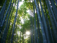 鎌倉日帰りの旅②☆鶴岡八幡宮、報国寺、銭洗弁財天☆