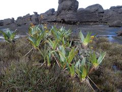 ロストワールドの世界　グランサバナへ、そしてロライマ山　ヘリ遊覧