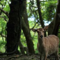 フリープランで屋久島へ