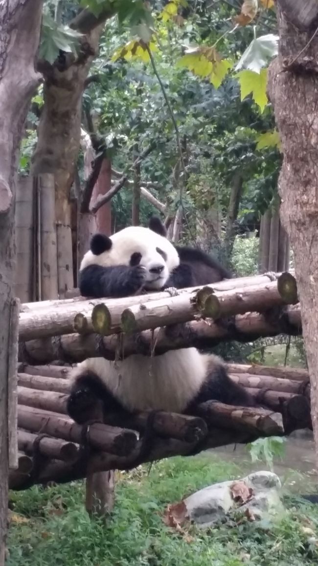 9/10から27まで韓国・中国を旅行してきました。<br />メインは9/17から26までの中国・四川の部分ですので、9/17＝1日目と考えて旅行記を作成します。<br /><br />9/17（一日目）＝韓国釜山→成都移動（成都泊）<br />9/18（二日目）＝成都パンダ基地（成都泊）<br />9/19（三日目）＝都江堰・金砂遺跡（成都泊）<br />9/20（四日目）＝都江堰パンダ谷・青城山（成都泊）<br />9/21（五日目）＝成都パンダ基地・成都→峨眉山移動（峨眉山泊）<br />9/22（六日目）＝峨眉山登山（峨眉山泊）<br />9/23（七日目）＝楽山大仏（峨眉山泊）<br />9/24（八日目）＝峨眉山→成都移動・武候祠（成都泊）<br />9/25（九日目）＝成都→合肥移動（合肥泊）<br />9/26（十日目）＝合肥→ソウル移動（ソウル泊）<br /><br />■旅の大まかな経費<br />航空券（釜山→成都、成都→ソウル）：ユナイテッド航空マイレージ特典旅行発券　50ドル<br />ホテル代：成都5泊22,500円（アゴダ予約）<br />ホテル代：峨眉山3泊9,000円（アゴダ予約）<br />ホテル代：合肥1泊6,800円（アゴダ予約）<br />手持ち500元+キャッシング3,000元-残り1,000元＝2,500元使用<br />キャッシングレートは18.70円でした。<br /><br />②は2015.09.18の成都パンダ基地見学です。<br /><br /><br /><br /><br /><br /><br />