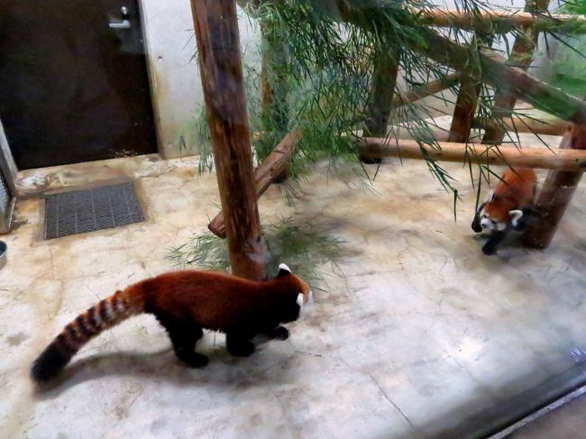 ９月も後半になり日本のレッサーパンダ界？は今年生まれのおチビちゃんたちの公開はいよいよたけなわになってきました。<br />そんな中、”まだおチビちゃんを公開していない園”と”来年こそは期待の園”の偵察に行くことにしました。<br /><br />まず、１日目は地元の神戸市立王子動物園です。<br />今年２５年ぶりにレッサーパンダの赤ちゃんが誕生した王子動物園、まだ正式な公開は始まっていないのですが園のブログ等を拝見すると、いよいよ仔パンダを放飼場に慣らすための馴致が始まったようです。<br /><br />そして、２日目は関東に飛んで、埼玉県こども動物自然公園。<br />一昨年に２組のペアからそれぞれ双子が生まれて大いに盛り上がったＳＣＺですが、昨年、今年は残念なはらおチビちゃんの誕生はありませんでした。<br />その４匹のお子たちもそれぞれ嫁ぎ先に移動し、少し寂しくなったＳＣＺで今後が期待されるハナビちゃんとソウソウ君のペアの様子を見たいと思います。<br /><br /><br />これまでのレッサーパンダ旅行記はこちらからどうぞ→http://4travel.jp/travelogue/10652280