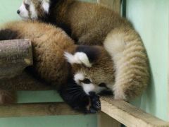 Hello！レッサーパンダの赤ちゃん！～公開後まだ１週間のクウタくんとメイメイちゃんの双子ちゃん（風太くんの孫）、千葉市動物公園にて