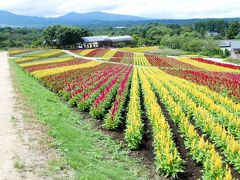 鶏頭の花って、きれいだったんですね^^;～晩夏の那須高原