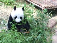 シンガポール　ナイト・サファリ　愛くるしいパンダ&#128060;　⑥