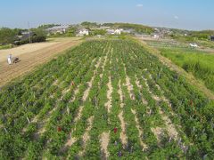 2015 今年のルピナスin阿久比(空撮）