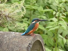 カワセミなどの野鳥撮影にいってきた