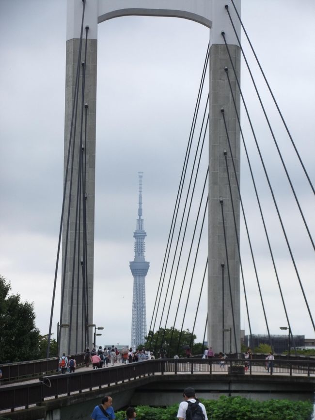 その一は、月島の相生橋まででした、東京海洋大を右手に見て門前仲町の交差点を目指し、右折してしばらくすると<br /><br />深川不動堂となりが富岡八幡宮から永代通り木場五丁目交差点を左折すると、木場公園・木場公園大橋を渡り、公園を<br /><br />右折し現代美術館前を通り、美術館通りに進む(かかし祭り)、深川江戸資料館の覗いて、通りをう接すると「清洲白<br /><br />河」から清洲公園と進む散歩コースです、全長１０．７?・約３時間３０分(ゆっくり歩いて),ちょつぴり疲れまし<br /><br />た。