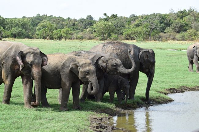 スリランカ家族旅行(夫、私、小1の長男、2歳8ヶ月の次男)の後編。<br /><br />Trincomalee→Dambulla→Kandy→Colomboまでの記録です。