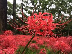 巾着田曼珠沙華まつり