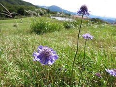 吾妻山の可憐なマツムシ草を見に・・・