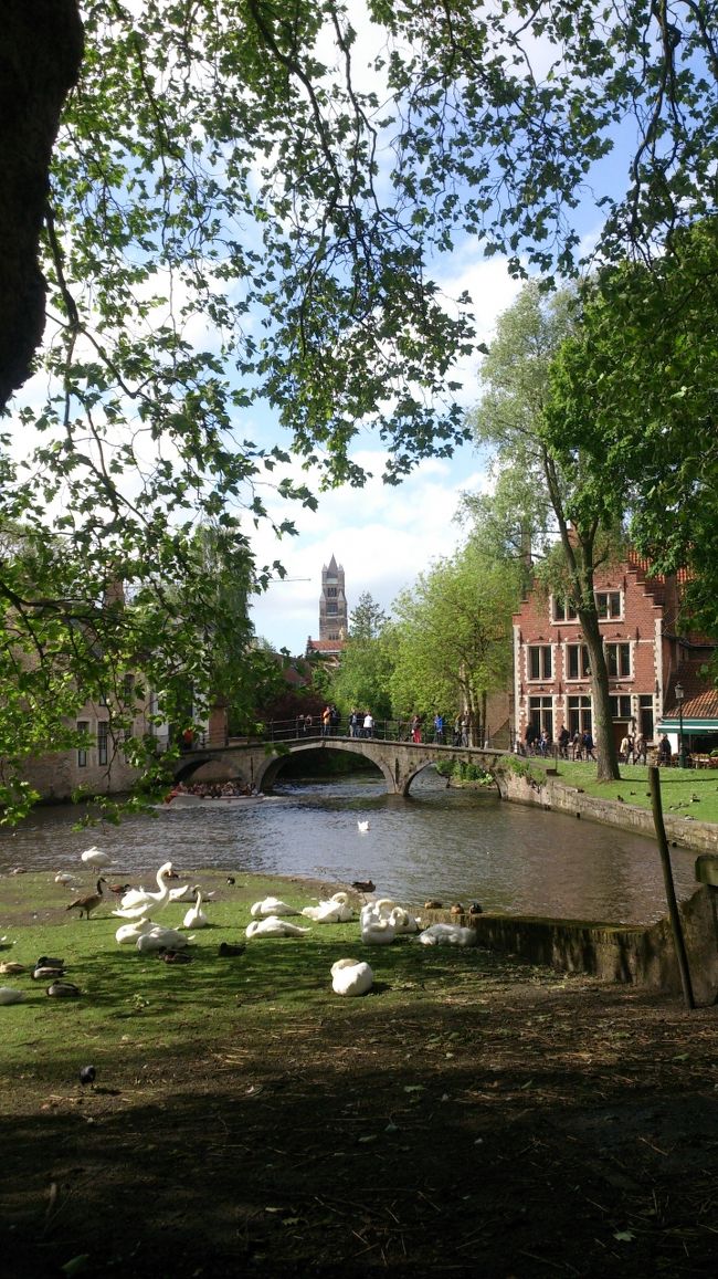 5 月10日<br />オランダのアムステルダムを離れてキンデルダイク〜ブルージュへ。<br /><br />キンデルダイクで風車をみて、お洒落なホテルレストランでランチ♪<br /><br />世界遺産の街ブリュージュへ向かいます^^/<br /><br />しかし途中のドライブインで足を痛めてしまった（&gt;_&lt;<br /><br />『天井のない美術館』ブリュージュを目前に…どうしよう(u_u)<br /><br />ブリュージュ散策はホテルにチェックインしてからの予定。<br /><br />街歩きを決行するか、それともホテルで過ごすのか？<br /><br />こんな時、あなたならどうされますか…？　<br /><br /><br /><br /><br /><br />