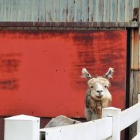 アルパカは表情豊かなカワイイこたちだった（那須アルパカ牧場）