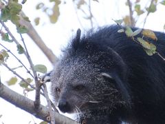 あこがれの那須どうぶつ王国２度目はレッサーパンダと赤ちゃん詣（３）王国タウンのさまざまな動物たち：屋外で木登りする様子も見られたビントロング＆可愛い赤ちゃんカピバラや初めて見た Puffin Books のパフィンほか